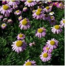 Neysastore Chrysanthemum- Coccineum-Robinson's Rose- 200 Seeds