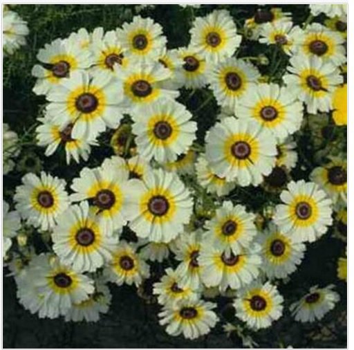 Neysastore Chrysanthemum CoccineumPolar Star 200 Seeds
