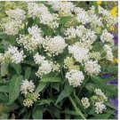 Neysastore Milkweed-Swamp- Asclepias Incarnata- White- 25 Seeds