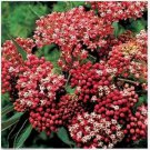 Neysastore Milkweed-Swamp- Asclepias Incarnata- Carmine- 25 Seeds