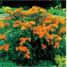 Neysastore Milkweed-Butterfly- Asclepias Incarnata- Orange- 25 Seeds
