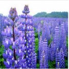 Neysastore Lupine- Perennis- 100 seeds