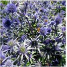 Neysastore Sea Holly- (Eryngium)- Blue- 100 seeds