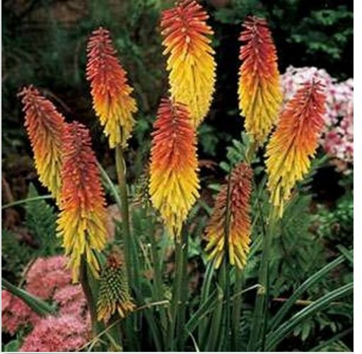 Neysastore Red Hot Poker-Kniphofia Uvaria- 50 Seeds