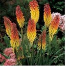 Neysastore Red Hot Poker-Kniphofia Uvaria- 50 Seeds