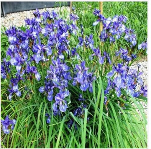 Neysastore Iris Missouriensis- 50 Seeds