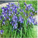Neysastore Iris Missouriensis- 50 Seeds
