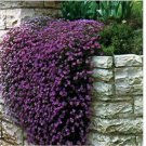 Neysastore Rock Cress -Cascading Purple- Aubrieta Hybrida Superbissima -50 Seeds