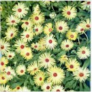 Neysastore Ice Plant -Livingston Daisy (Dorotheanthus Bellidiformis) Yellow- 100 Seeds