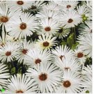 Neysastore Ice Plant -Livingston Daisy White- 100 Seeds