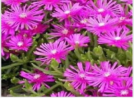 Neysastore Ice Plant (Delosperma Cooperi Table Mountain)- 25 Seeds