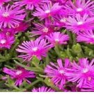 Neysastore Ice Plant (Delosperma Cooperi Table Mountain)- 25 Seeds