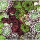 Neysastore Hens & Chicks- (Sempervivum Hybridum)- 25 Seeds