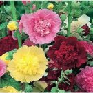 Neysastore Hollyhock (Alcea Rosea Carnival Mix)- 50 Seeds