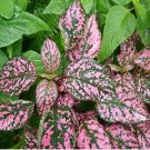 Neysastore Hypoestes (Hypoestes Sanguinolenta) Pink Polka Dot-50 Seeds