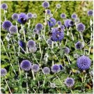 Neysastore Globe Thistle- (EchinopsRitro)- Blue- 25 Seeds