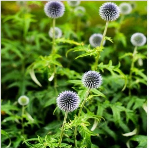 Neysastore Globe Thistle- (EchinopsRitro)- White- 25 Seeds