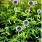 Neysastore Globe Thistle- (EchinopsRitro)- White- 25 Seeds