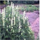 Neysastore Hyssop- Anise-Agastache Foeniculum- 100 Seeds