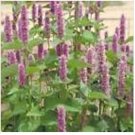Neysastore Hyssop- Lavender-Agastache Foeniculum- 100 Seeds
