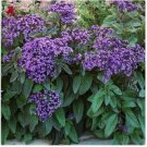 Neysastore Heliotrope (Heliotropium Arborescens Extra Dwarf Marine)-50 seeds