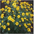 Neysastore Heliopsis (Heliopsis Scabra Summer Sun)- 50 Seeds
