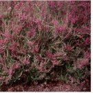 Neysastore Heather (Calluna Vulgaris)- 50 Seeds