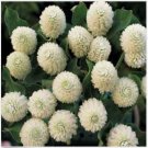 Neysastore Gomphrena Globosa- White- 50 Seeds