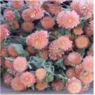 Neysastore Gomphrena Globosa- Salmon- 50 Seeds