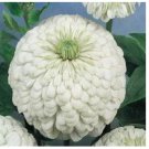 Neysastore Zinnia- Elegans-Polar Bear- 100 Seeds