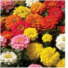 Neysastore Zinnia- Elegans- Lilliput Mix- 100 Seeds