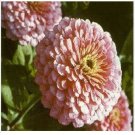 Neysastore Zinnia- Elegans- Luminosa Pink- 100 Seeds