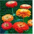 Neysastore Zinnia- Elegans- Oriole Mix- 100 Seeds