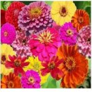 Neysastore Zinnia- Zin Master Mix- 100 Seeds