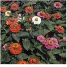 Neysastore Zinnia- Elegans -Thumbelina Mix- 100 Seeds