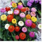 Neysastore Zinnia- Elegans -Sprite Mix- 100 Seeds