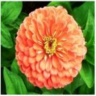 Neysastore Zinnia- Elegans - Salmon- 100 Seeds