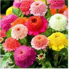 Neysastore Zinnia- Elegans - Scabiosa flowered- 100 Seeds