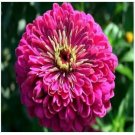 Neysastore Zinnia- Elegans - Violet Queen - 100 Seeds