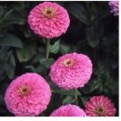 Neysastore Zinnia- Elegans - Illumination - 100 Seeds