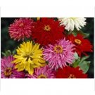 Neysastore Zinnia- Elegans - Cactus Mix - 100 Seeds