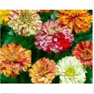 Neysastore Zinnia- Elegans - Candy Striped Mix - 100 Seeds