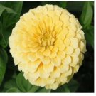 Neysastore Zinnia- Elegans - Isabellina - 100 Seeds