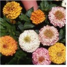 Neysastore Zinnia- Elegans - Peppermint Stick Mix - 100 Seeds