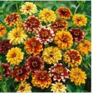 Neysastore Zinnia- haageana - Persian Carpet -Mexican Mix - 100 Seed