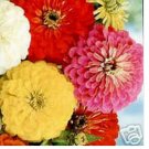 Neysastore Zinnia- California Giants Mix - 100 Seeds
