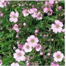 Neysastore Gypsophila-Elegans- Rosea- 100 Seeds