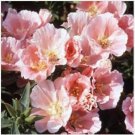 Neysastore Godetia Sybil ( Grandiflora Azaelaflora Sherwood)- 100 seeds