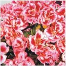 Neysastore Godetia Rembrandt- ( Grandiflora Azaelaflora )- 100 seeds