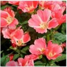 Neysastore Godetia Orange- ( Grandiflora Azaelaflora )- 100 seeds